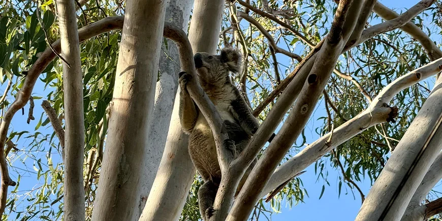 Ein Koala in einem Baum auf North Stradbroke Island bei Brisbane, Australien
