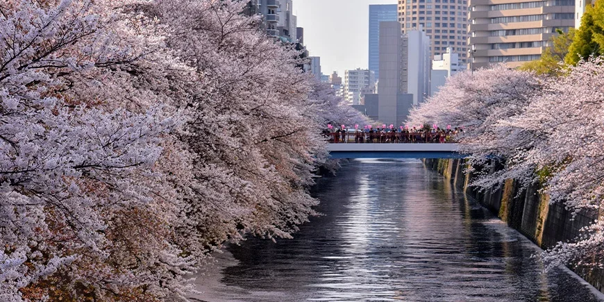 Kirschblüten entlang des Meguro-Flusses in Tokio