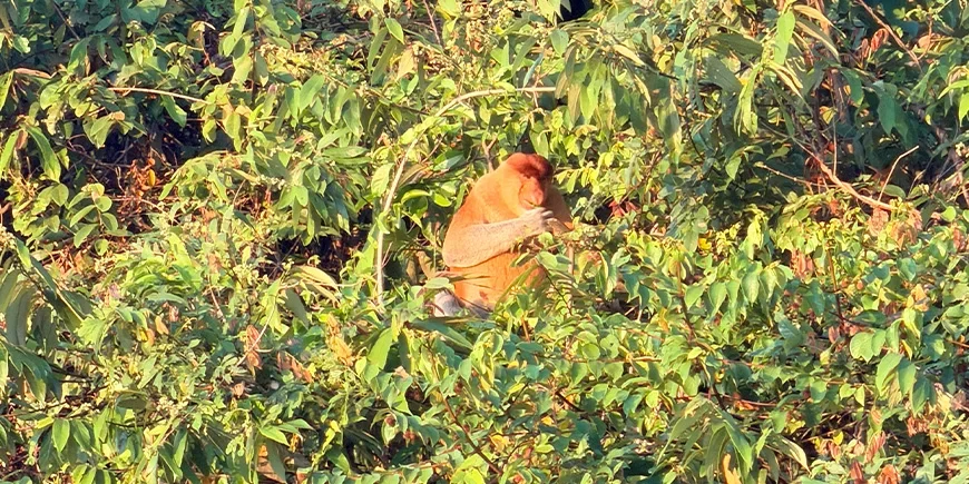 Nasenaffen im Wald entlang des Kinabatangan-Flusses