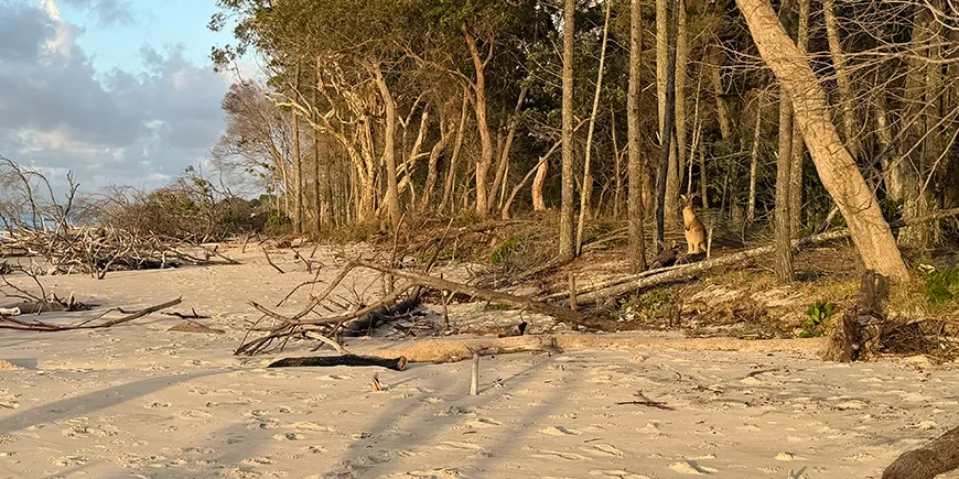 Ein Känguru im goldenen Licht des Sonnenuntergangs auf North Stradbroke Island, Australien