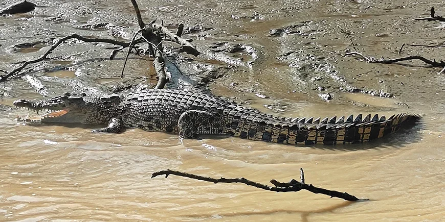 Krokodil am Ufer des Kinabatangan-Flusses auf Borneo