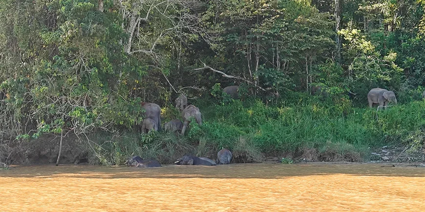Zwerg­elefanten am Kinabatangan-Fluss auf Borneo