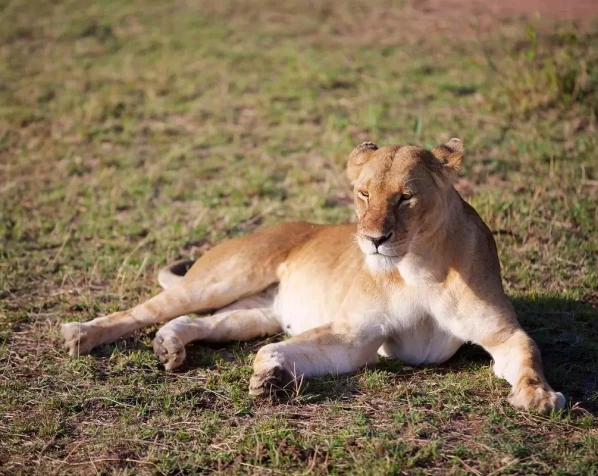 Löwe in der Masai Mara