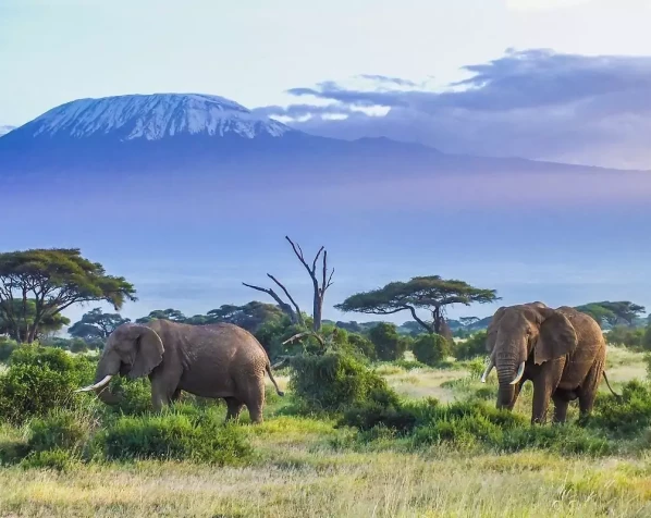 Elefanten im Amboseli-Nationalpark mit dem Kilimandscharo im Hintergrund