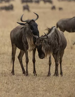 Gnus in der Serengeti, in Tansania