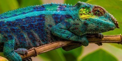Chamäleon im Andasibe-Nationalpark in Madagaskar