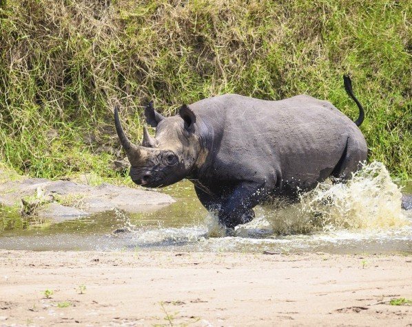 Schwarzes Nashorn im Ngorongoro-Krater