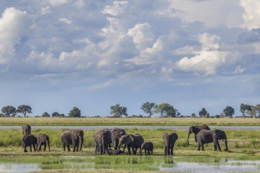 Elefanten im Chobe-Nationalpark