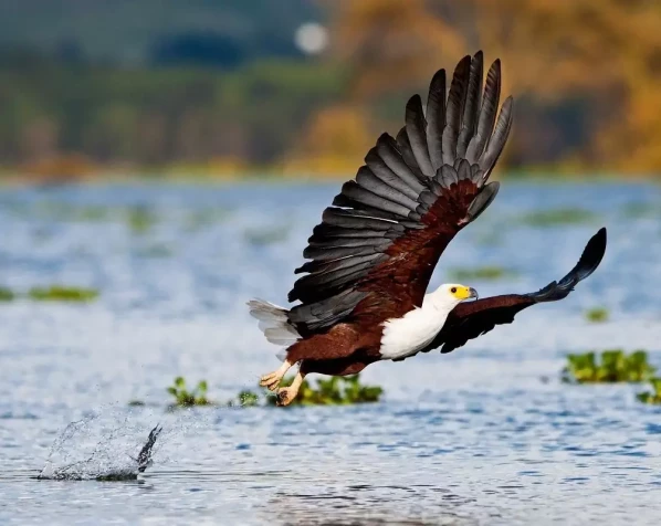 Weißkopfseeadler am Naivasha-See