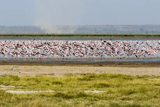 Flamingos am Lage Manyara