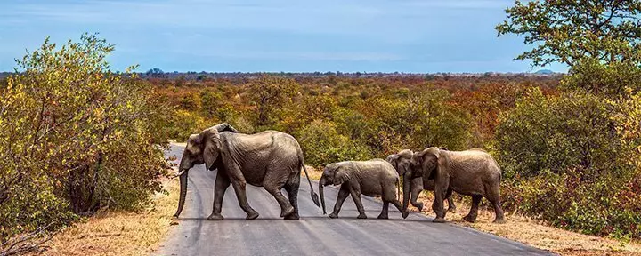 Elefantenfamilie überquert die Straße im Krüger-Nationalpark