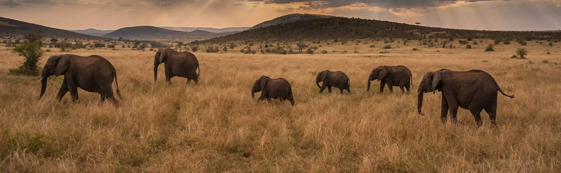 Elefanten spazieren in den Sonnenuntergang in der Masai Mara
