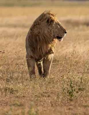 Wunderschöner männlicher Löwe im Profil auf der weiten Ebene der Serengeti