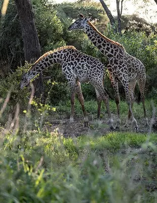 Giraffen in der grünen Natur Tansanias