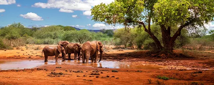 Elefanten an einem Wasserloch im Tsavo-Nationalpark, Kenia