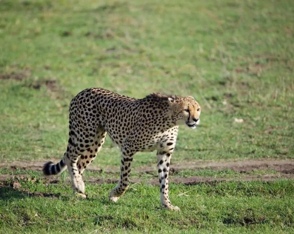 Gepard auf der Savanne in der Masai Mara