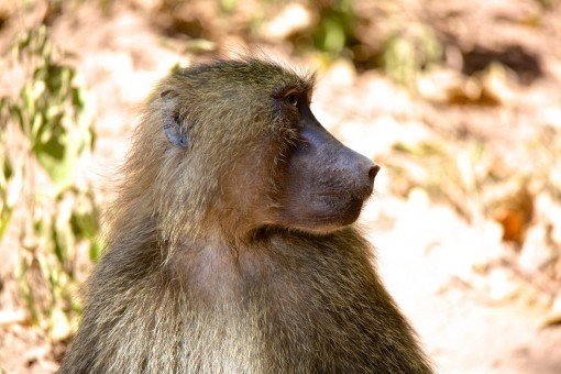 Pavian im Lake-Manyara-Nationalpark