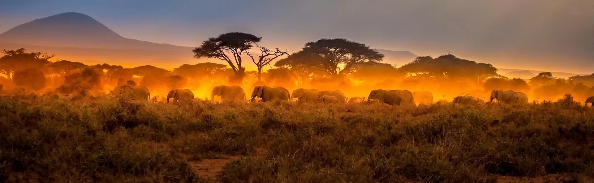 Elefanten schreiten in der Masai Mara gemeinsam in den Sonnenuntergang