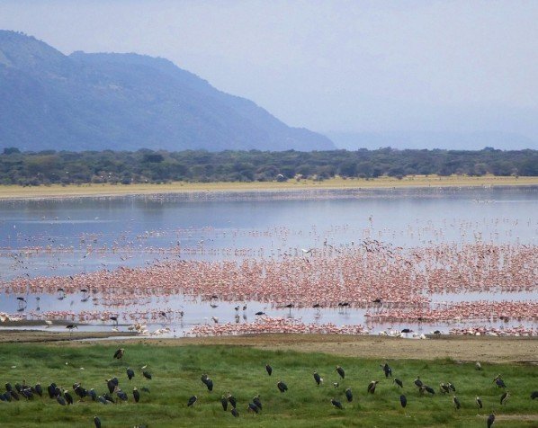 Flamingos am Manyara-See