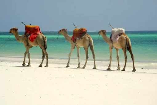 Dromedare am Strand von Mombasa