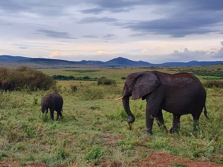 Elefanten in der Savanne der Masai Mara