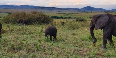 Elefanten in der Savanne der Masai Mara