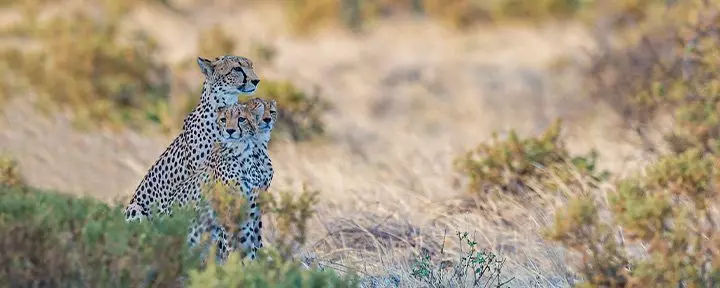 Gepard mit Jungen im Samburu-Nationalpark