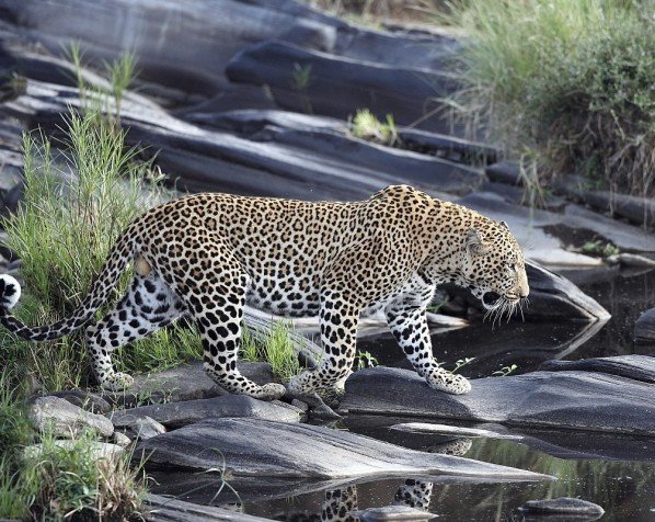 Leopard im Serengeti-Park