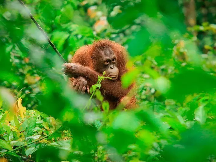 Ein Orang-Utan, der durch das Dickicht des Sepilok Orang-Utan Rehabilitationszentrums in Borneo, Malaysia, zu sehen ist