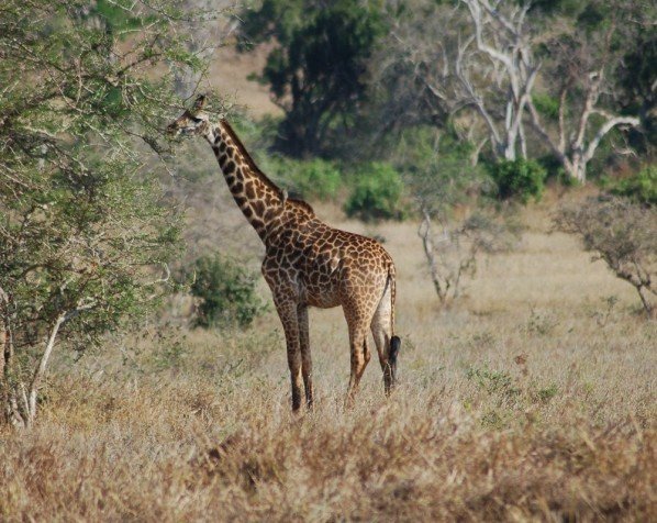 Giraffe im Tsavo East-Nationalpark