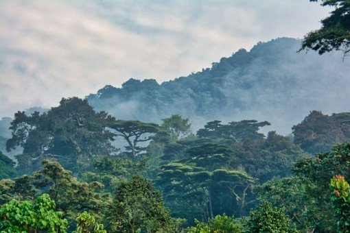 Der Bwindi-Regenwald