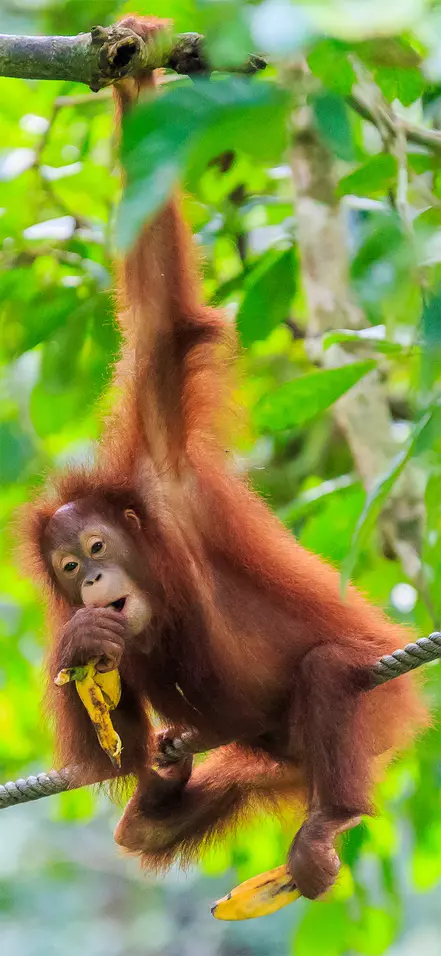Orang-Utan hängt an einem Baum in einem Wald auf Sumatra in Indonesien