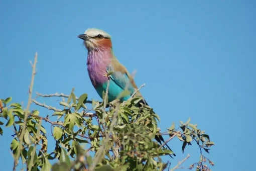 Erleben Sie die Blauracke im Chobe-Nationalpark