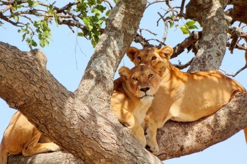 Erleben Sie die in Bäume kletternden Löwen im Lake-Manyara-Nationalpark