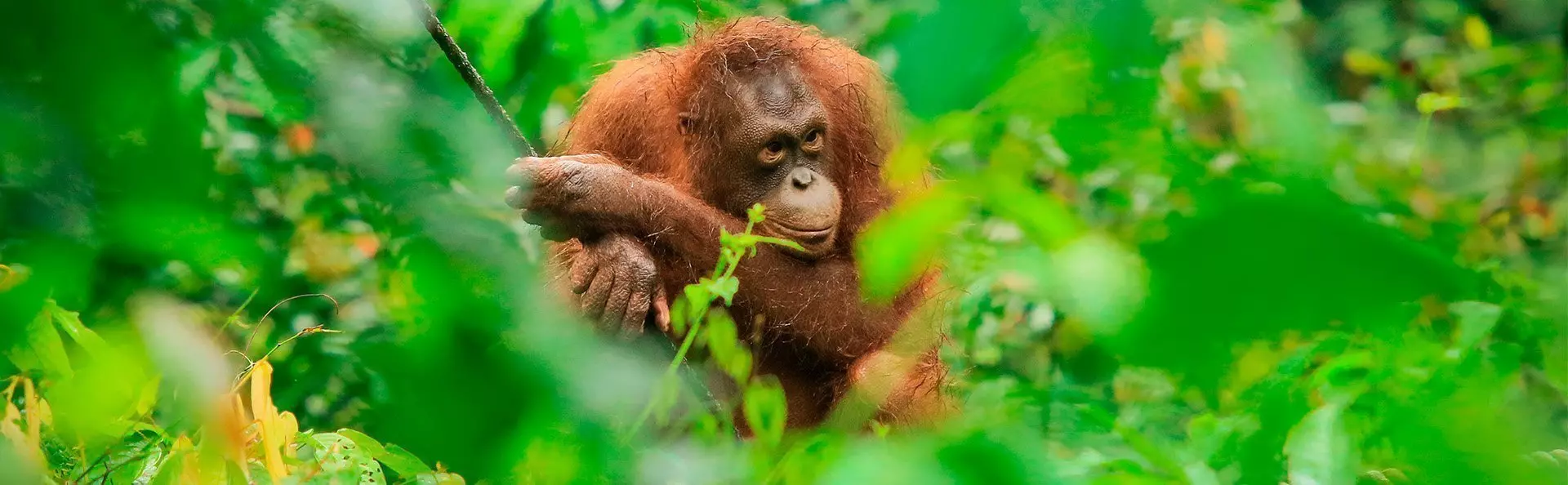 Ein Orang-Utan, der durch das Dickicht des Sepilok Orang-Utan Rehabilitationszentrums in Borneo, Malaysia, zu sehen ist
