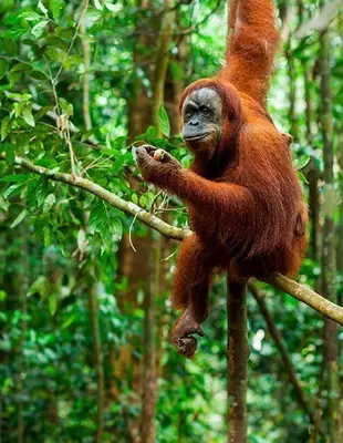 Orang-Utan in den Urwäldern von Sumatra