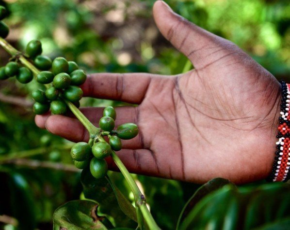 Kaffeepflanze in Tansania