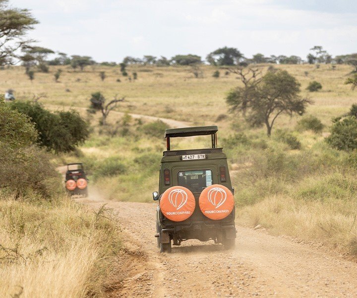 Die besten Safariländer in Afrika