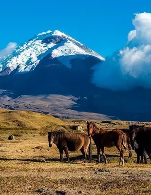 Wildpferde mit dem Vulkan Cotopaxi im Hintergrund