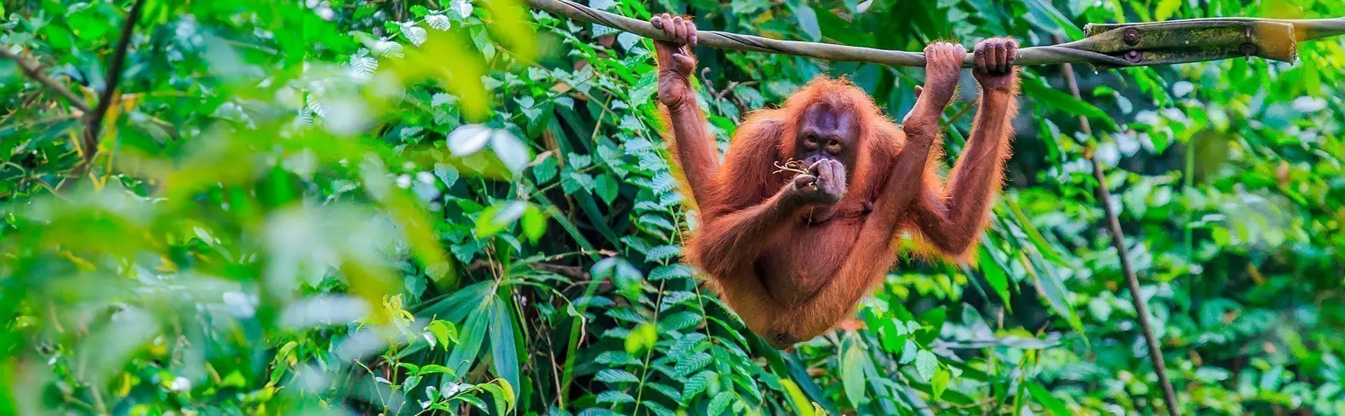 Orang-Utan in den Bäumen der Insel Sumatra