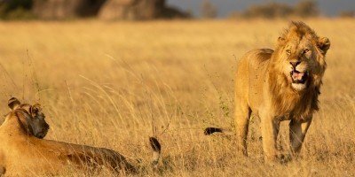 Löwe und Löwin in der Serengeti