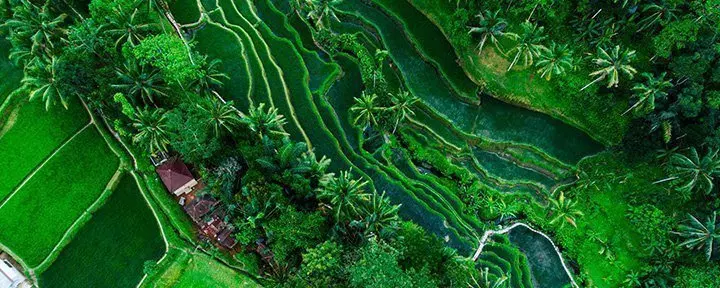 Weinfeld in Tegallalang auf Bali, Indonesien