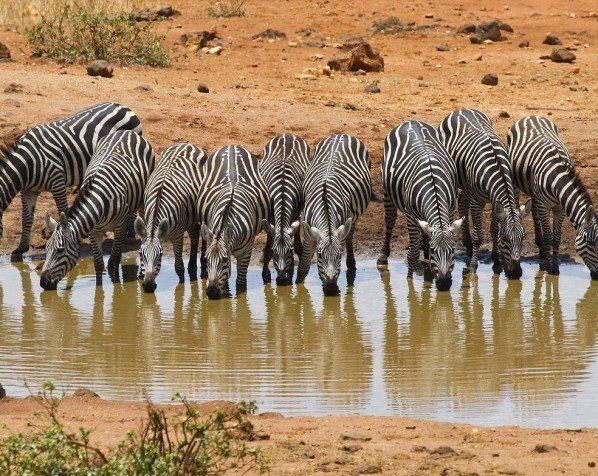 Trinkende Zebras im Tsavo West-Nationalpark