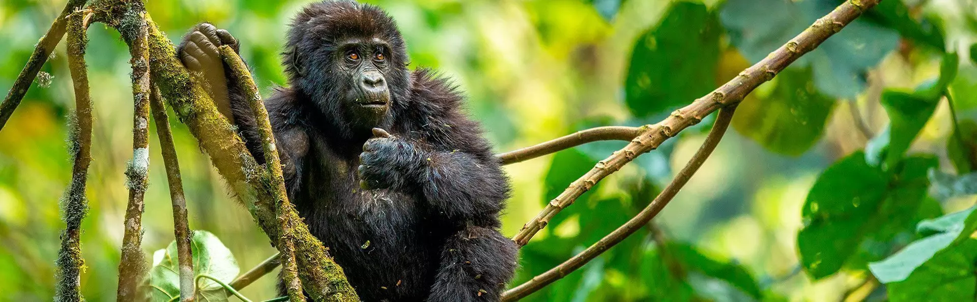 Gorillababy in einem Baum im Dschungel