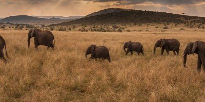 Elefanten spazieren in den Sonnenuntergang in der Masai Mara
