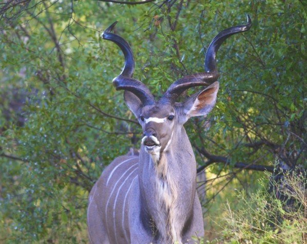 Kudu-Antilope