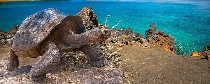 Galapagos-Schildkröte auf einem Felsen