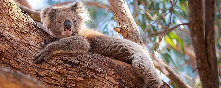 Koala ruht sich in Australien aus