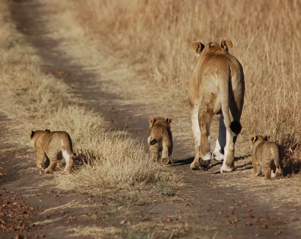 Eine Löwenmutter mit ihren Jungen in der Masai Mara
