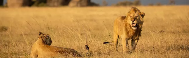 Löwe und Löwin in der Serengeti